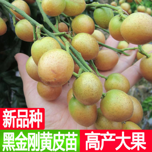 新品种黑金刚黄皮嫁接树苗南方种植庭院盆栽地栽黄皮果树当年结果 - 图0