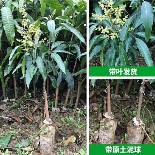 正宗嫁接贵妃芒果树苗凯特芒果苗大果高产金煌芒果苗南方盆栽果苗 - 图0