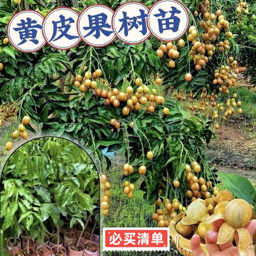 正宗大果高产鸡心黄皮嫁接果树苗南方庭院种植纯甜黑金无核黄皮苗 - 图1