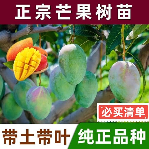 正宗芒果树苗贵妃芒果苗南方北方庭院阳台种植嫁接苗金焕芒果树苗 - 图1
