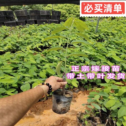 正宗嫁接释迦果苗台湾凤梨释迦果苗南方种植AP释迦果树苗盆栽地栽 - 图3