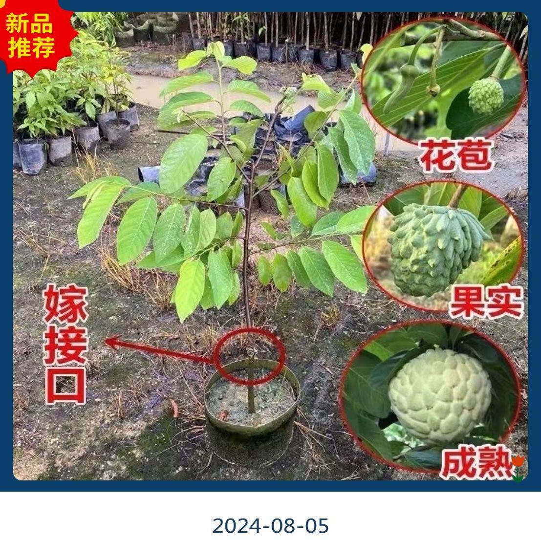 广东发货正宗大果台湾凤梨释迦果树苗南方嫁接高产番荔枝果苗树苗,淘宝优惠券,粉丝福利购,淘宝优惠卷