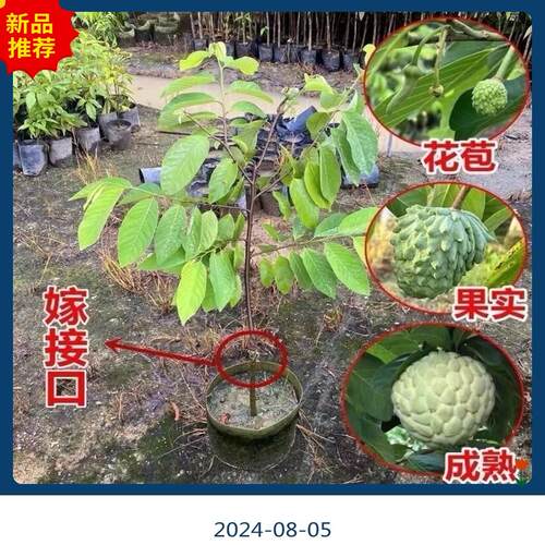 广东发货正宗大果台湾凤梨释迦果树苗南方嫁接高产番荔枝果苗树苗 - 图2