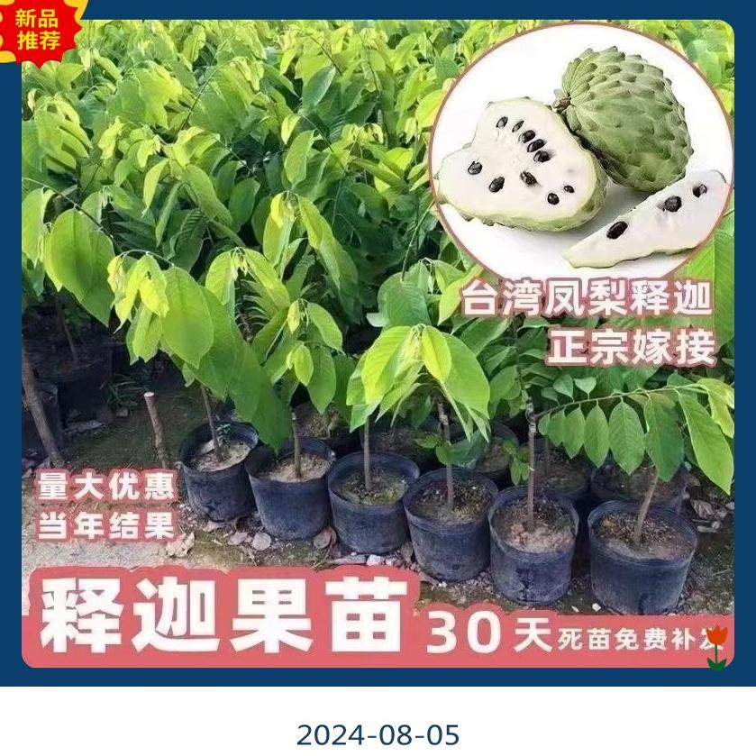 广东发货正宗大果台湾凤梨释迦果树苗南方嫁接高产番荔枝果苗树苗,淘宝优惠券,粉丝福利购,淘宝优惠卷