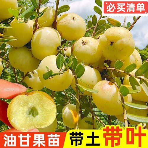 广东正宗嫁接甜种油甘果树苗余甘子果苗大果高产柿饼油甘果苗原杯 - 图3