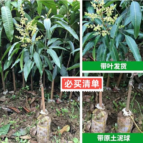 正宗芒果树苗贵妃芒果苗南方北方庭院阳台种植嫁接苗金焕芒果树苗 - 图3