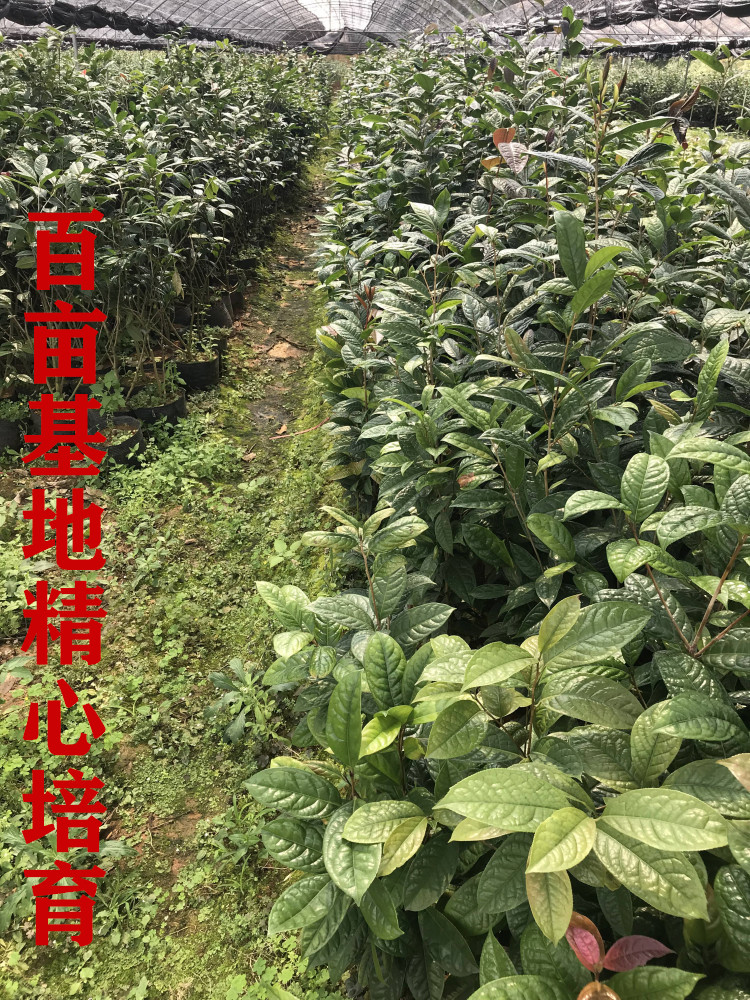 金花茶苗防城金花茶树名贵种金花茶树苗广西防普金花茶盆栽茶花苗-图2