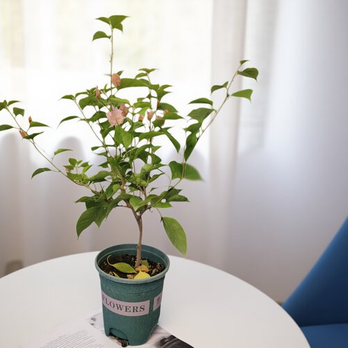 勤花波伊斯玫瑰三角梅爬藤植物盆栽带花盆客厅庭院四季开花包邮 - 图2