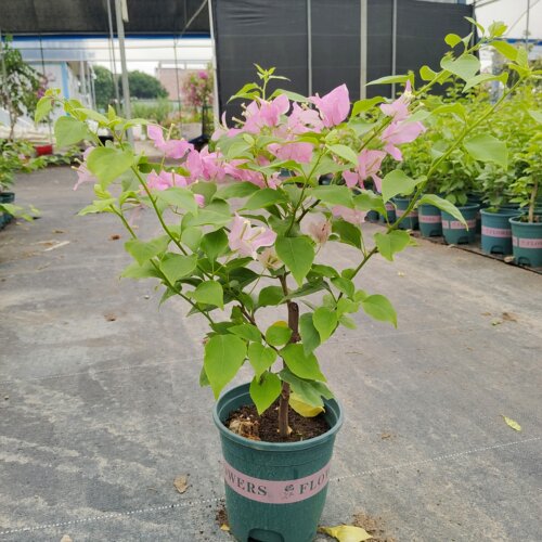勤花重瓣橙三角梅盆栽带花梅花盆景爬藤植物冬季四季开花新款包邮 - 图3