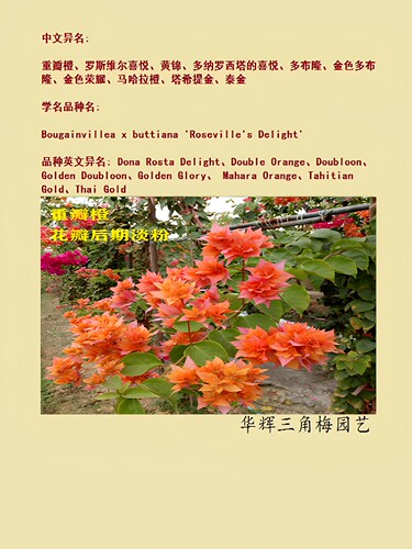 勤花重瓣橙三角梅盆栽带花梅花盆景爬藤植物冬季四季开花新款包邮 - 图0