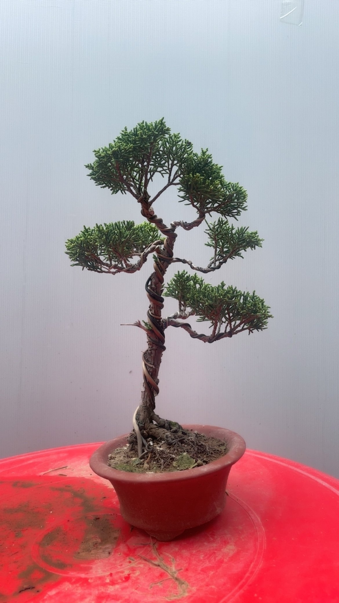 济州真柏素材苗盆景苗系鱼川真柏,淘宝优惠券,粉丝福利购,淘宝优惠卷