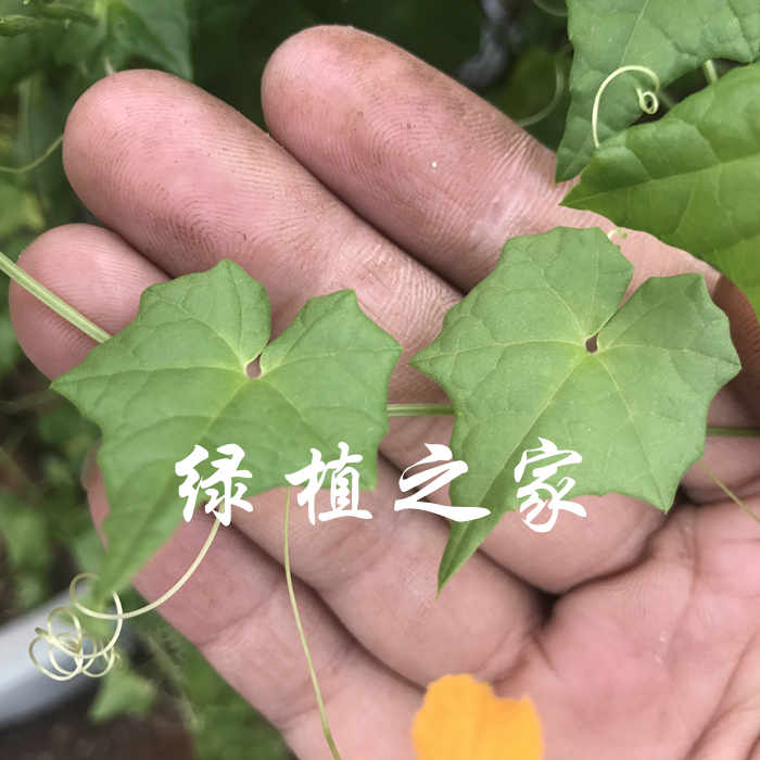 多肉植物 办公绿植 葫芦科  块根 苦瓜属种子（奇葫芦） 随机发货