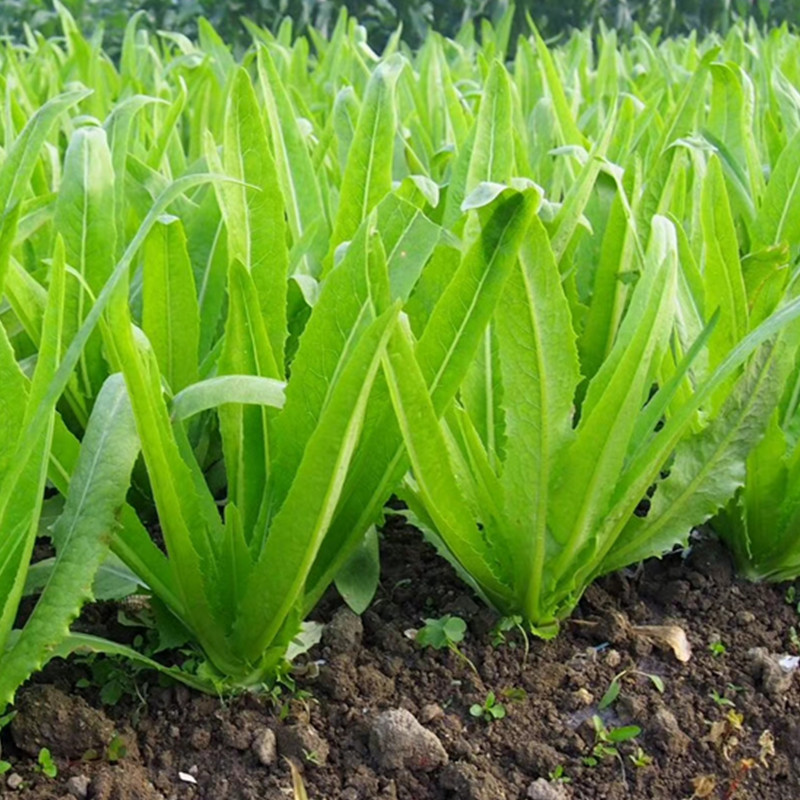 无斑油麦菜种子快大耐热蔬菜种子阳台庭院盆栽四季菜种籽绿沃农业-图0