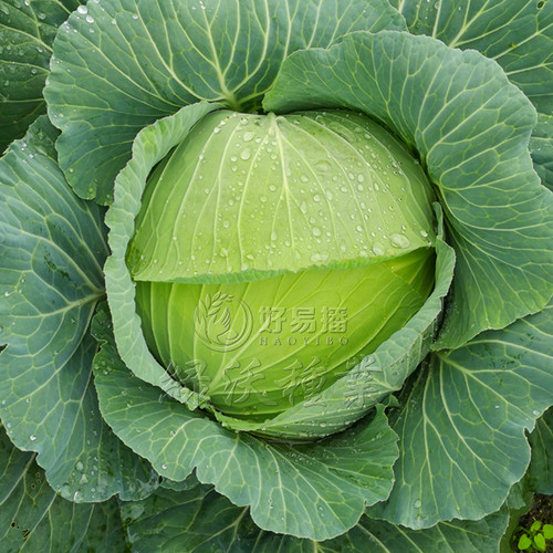 绿冠甘蓝种籽包菜色绿耐裂春秋蔬菜种子包心菜孑口感水果卷心菜籽 - 图1
