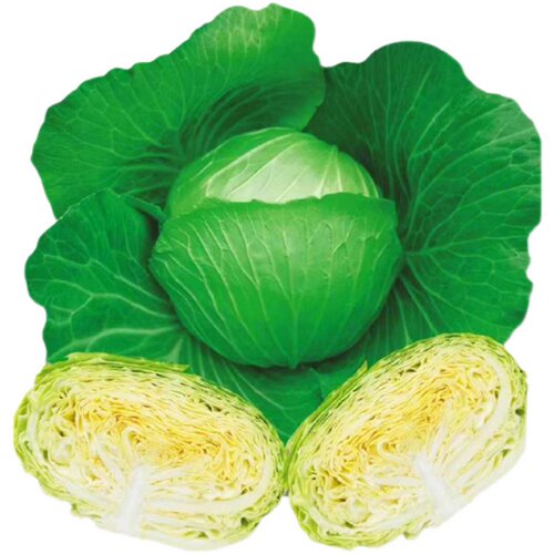 绿冠甘蓝种籽包菜色绿耐裂春秋蔬菜种子包心菜孑口感水果卷心菜籽 - 图3