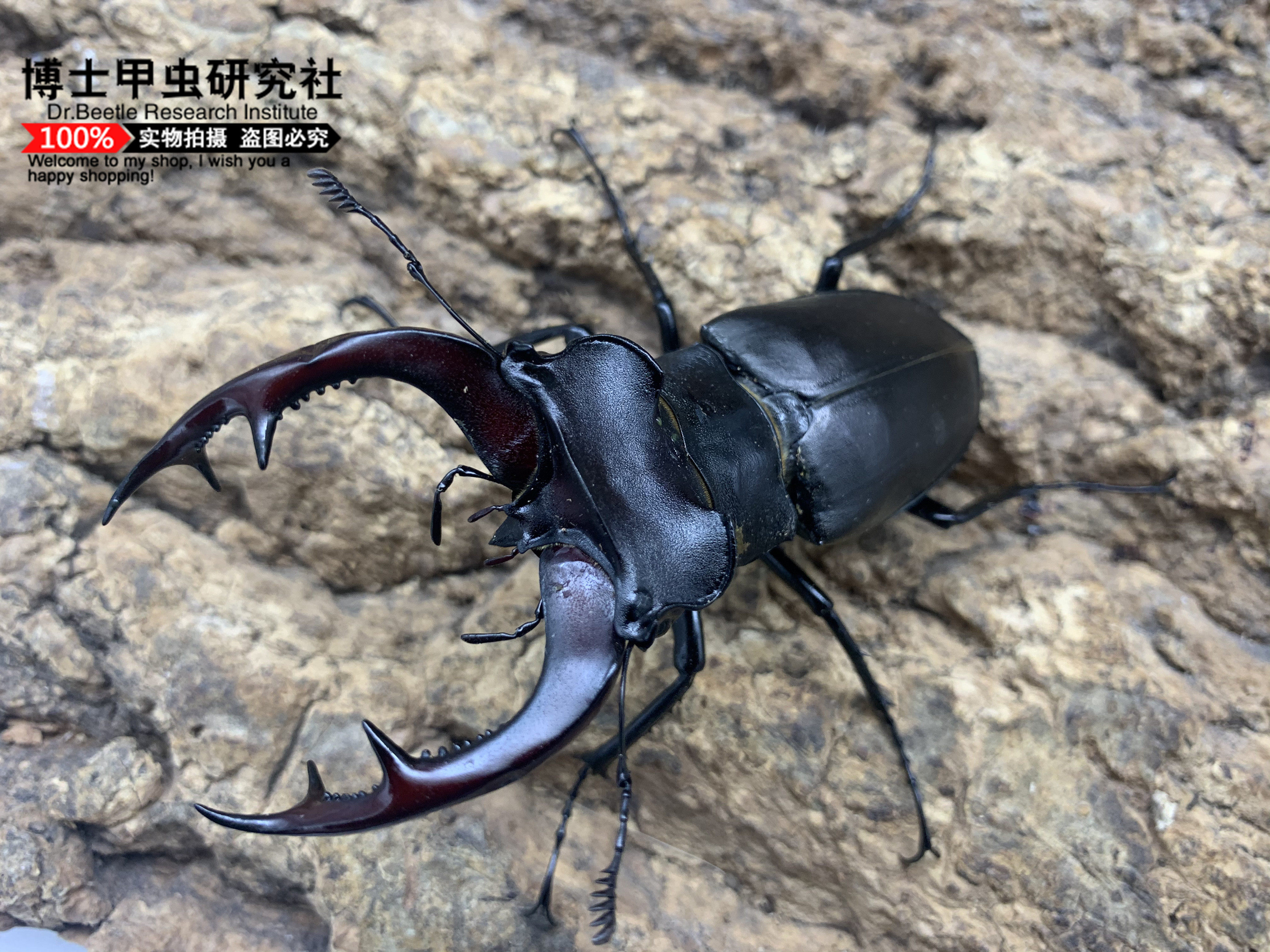 甲虫兜虫 新人首单立减十元 21年7月 淘宝海外