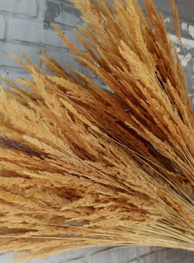 秋色系金丝小芦苇干花家居店铺软装插花简约拍摄道具