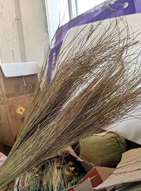 灯芯草天然干花婚礼布置软装橱窗酒吧客厅装饰线条型花材