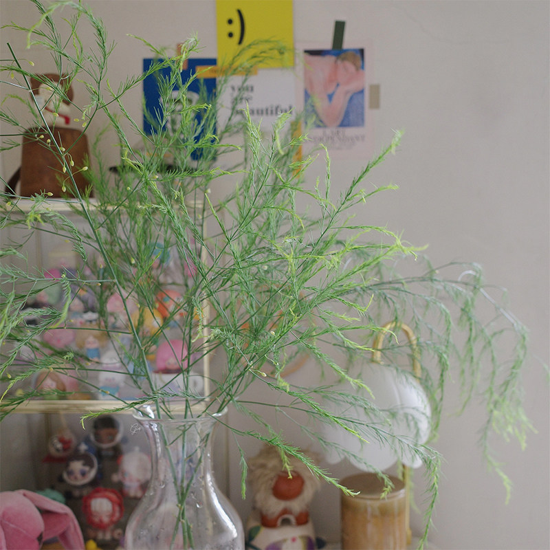 鱼尾叶鲜花云南基地直发栀子叶配草配花水养鲜切花家用瓶插花绿植,淘宝优惠券,粉丝福利购,淘宝优惠卷