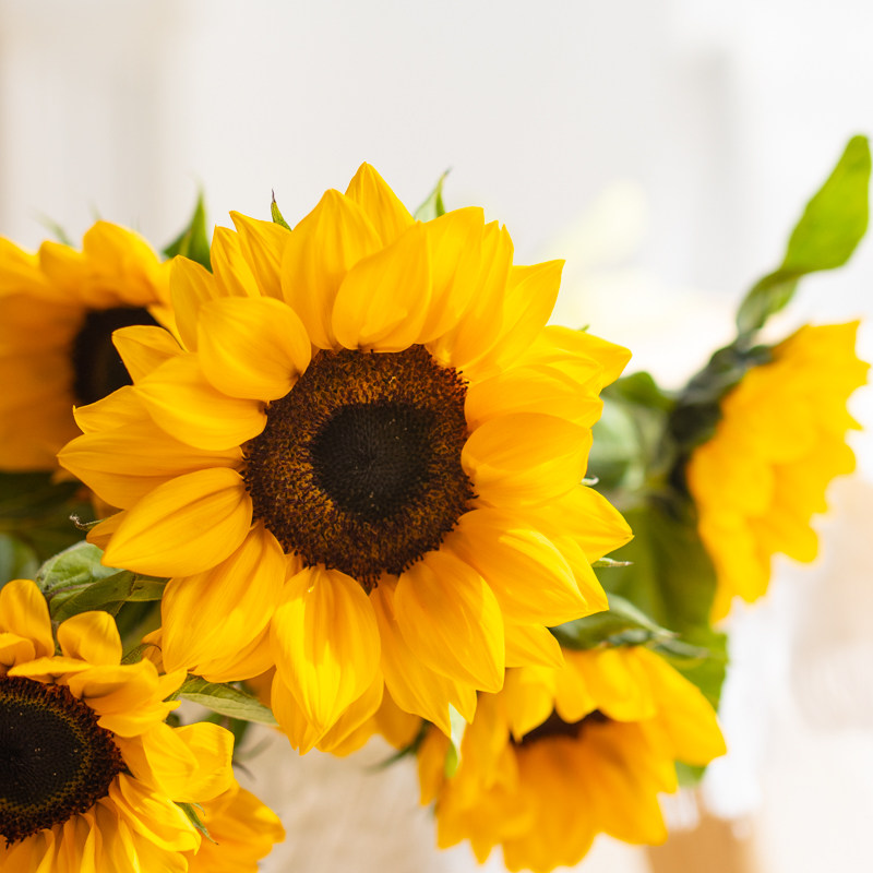 向日葵鲜花太阳花婚庆装饰水养鲜切花材朋友老师真花祝福父亲节礼 追逸garden 淘优券