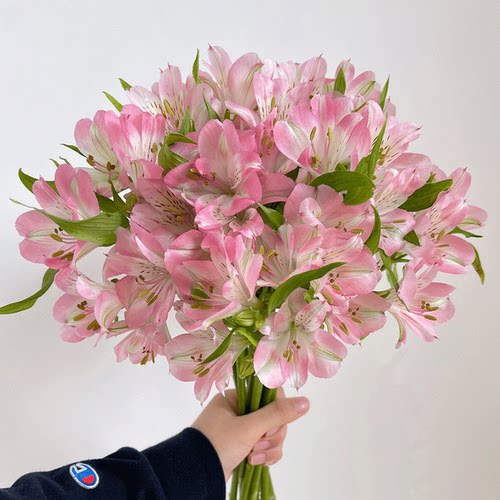 水仙百合鲜花云南基地直发六出花鲜切花真花家用客厅插花粉色花束 - 图0