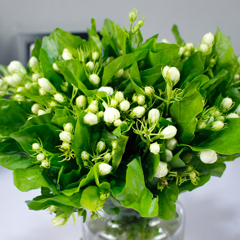 茉莉花鲜花客厅家庭插花订阅上海同城香味高档婚庆鲜切花水养