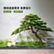 Simulated plant landscaping tropical rainforest large landscape fake green plant ornaments restaurant shopping mall decoration under the stairs