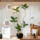 Xiaohongshu’s popular black diamond rubber tree plant ornament
