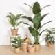 Nordic magnesium clay floor-standing flowerpot with large green plant