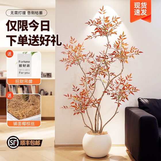 Xiaohongshu’s popular indoor living room decoration Nandina bamboo