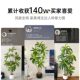 Simulated plants and green plants floor-standing ornaments Brazilian wood indoor