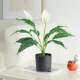 Living room ornaments potted plants simulated plant bonsai