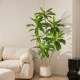 Simulated Brazilian wood is luxurious and atmospheric