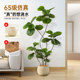 Indoor potted plant living room ornaments decorative tree fiddleleaf ficus
