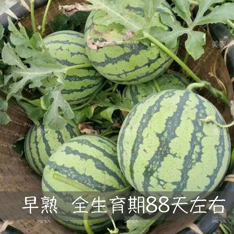 美农汇早佳8424冰糖西瓜种子麒麟瓜种子早熟皮薄露天种植水果种子 - 图1