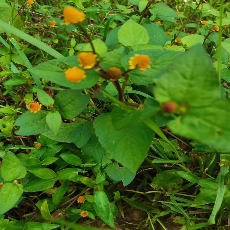 蛇草天文草500g现采金纽扣中草药材雨伞草散血草山大黄花过海龙山 - 图3