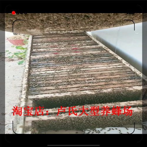 蜜蜂活群中蜂蜂群带王群蜂带王双色蜂群笼蜂土蜂群箱蜂群蜂王包邮 - 图3