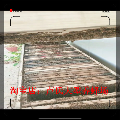 蜜蜂活群中蜂蜂群带王群蜂带王双色蜂群笼蜂土蜂群箱蜂群蜂王包邮 - 图2