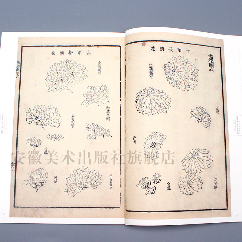 康熙原版芥子园画传花鸟卷 菊谱 康熙版芥子园画谱花鸟国画画册大学美术教材芥子园菊花技法临摹范画传统国画芥子园画集菊谱书