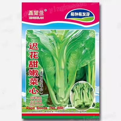 连州菜心种子菜苔种籽四季蔬菜甜嫩迟花菜心南方春季菜心种孑大全-图3