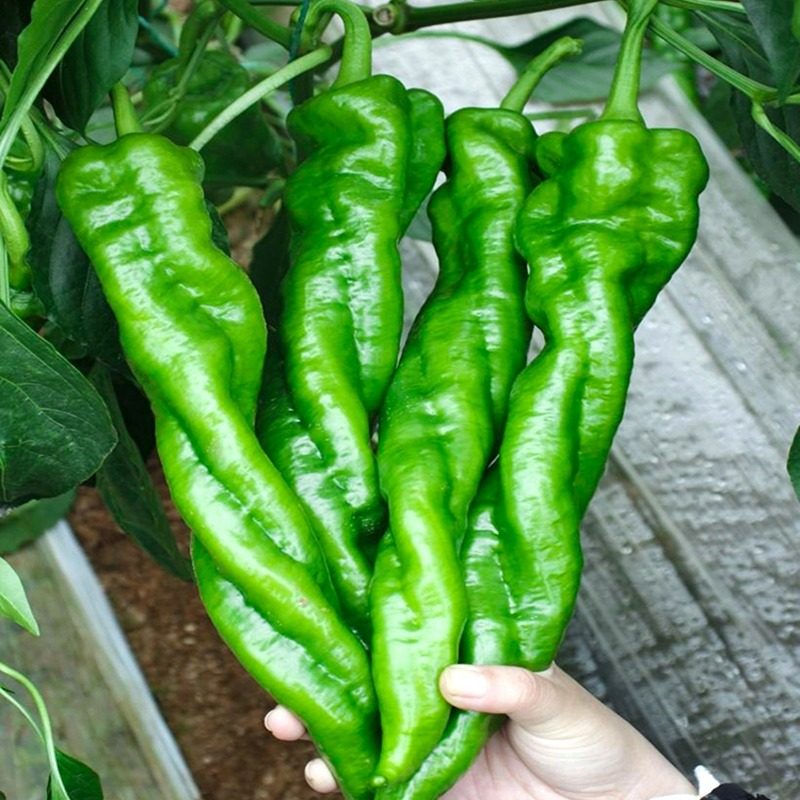 螺丝椒种子辣椒盆栽菜苗蔬菜特辣新鲜薄皮庭院阳台四季盆栽辣椒种,淘宝优惠券,粉丝福利购,淘宝优惠卷