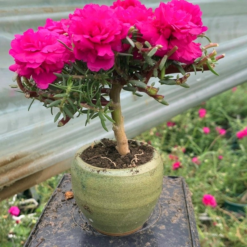 玫红紫重瓣太阳花老桩盆栽庭院阳台易养活四季花植物太阳花苗带根,淘宝优惠券,粉丝福利购,淘宝优惠卷