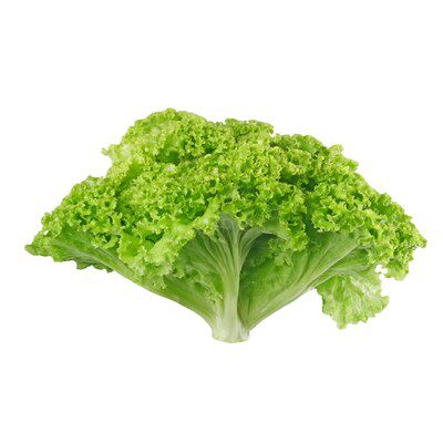 生菜种子意大利全年生菜王种籽高产四季可种蔬菜阳台菜种子奶油苗