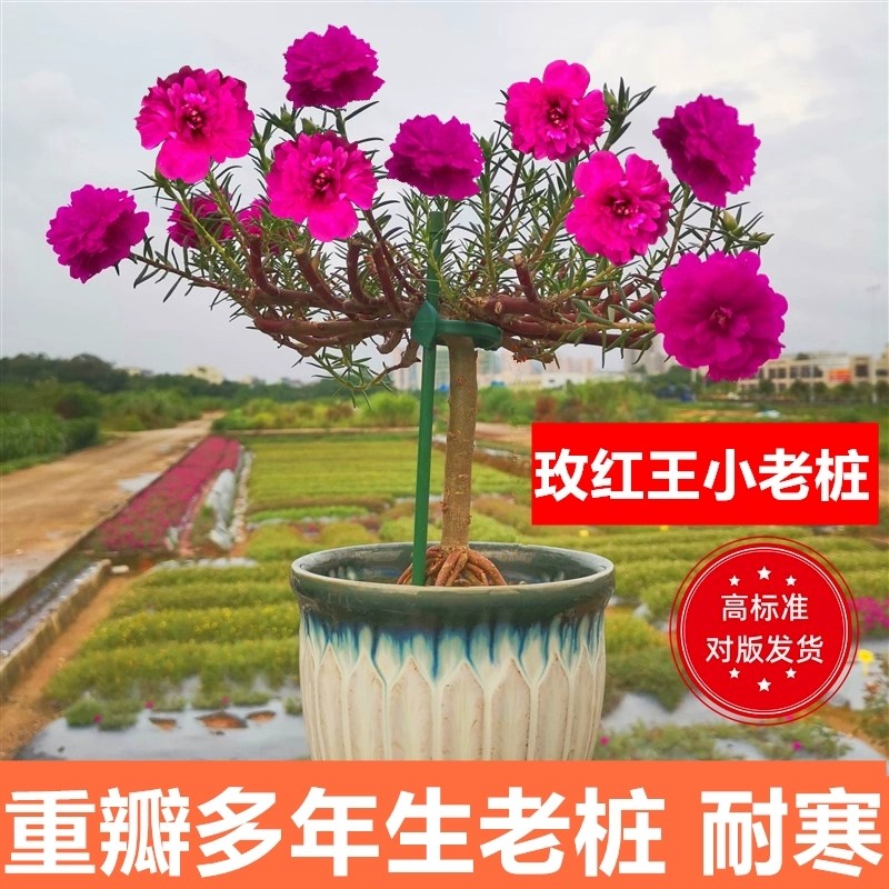 玫红紫重瓣太阳花老桩盆栽庭院阳台易养活四季花植物太阳花苗带根,淘宝优惠券,粉丝福利购,淘宝优惠卷