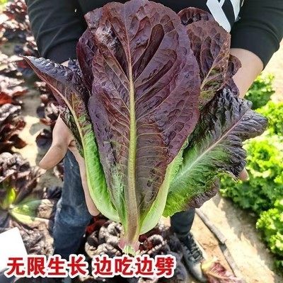 奶油紫孔雀生菜种子香麦菜春季秋季菜园阳台盆栽蔬菜种子紫生菜籽,淘宝优惠券,粉丝福利购,淘宝优惠卷