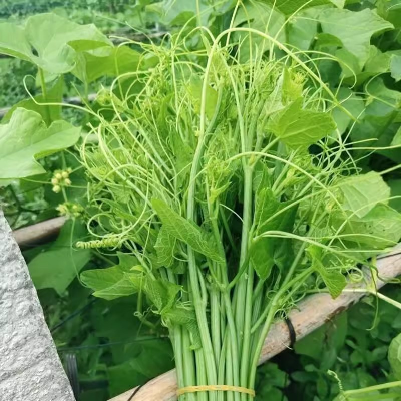 龙须菜种子嫩尖丝瓜尖可食用佛手瓜苗嫩尖丝瓜尖洋瓜尖无筋蔬菜种-图1