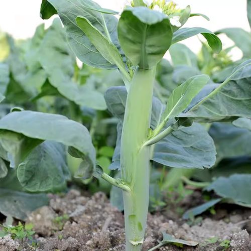 广东芥兰种子四季紫梗香芥蓝潮汕鸡腿中花甜芥蓝家庭种植蔬菜种孑 - 图2