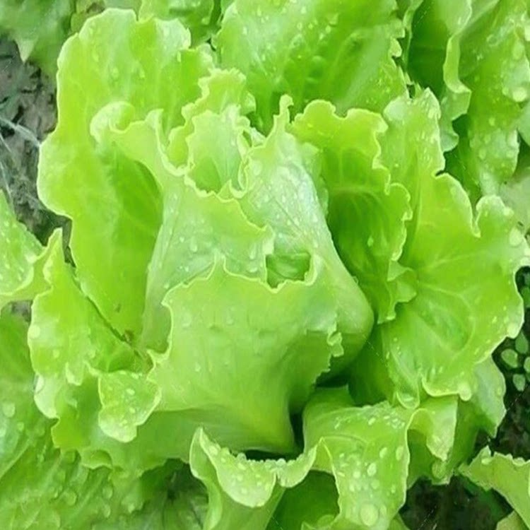 生菜种子意大利全年生菜王种籽高产四季可种蔬菜阳台菜种子奶油苗
