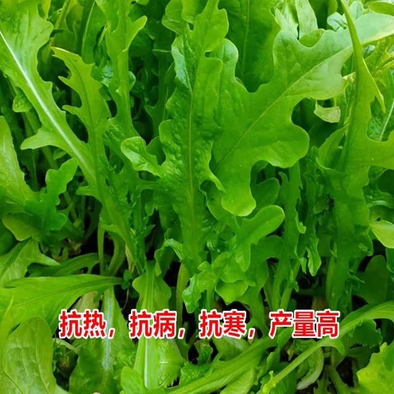 脆甜沙拉菜种子花丫甜唛菜花芽甜麦菜种子四季种植蔬菜种子叶类菜,淘宝优惠券,粉丝福利购,淘宝优惠卷