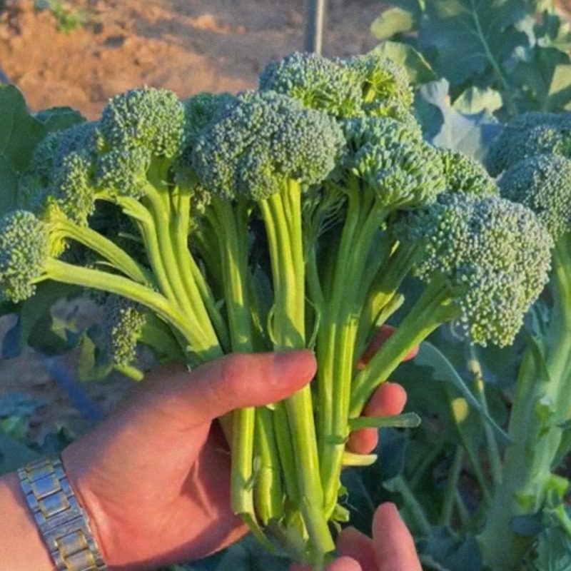 西兰苔种子西兰花种籽春季秋季蔬菜种孑西洋芥蓝菜籽西蓝花菜种孑,淘宝优惠券,粉丝福利购,淘宝优惠卷